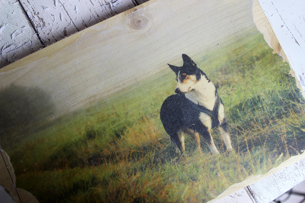 Fotos auf Holz mit Foto Transfer Potch
